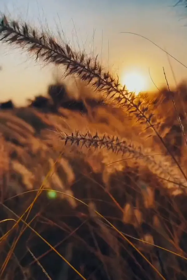 Herbes dorées au soleil couchant